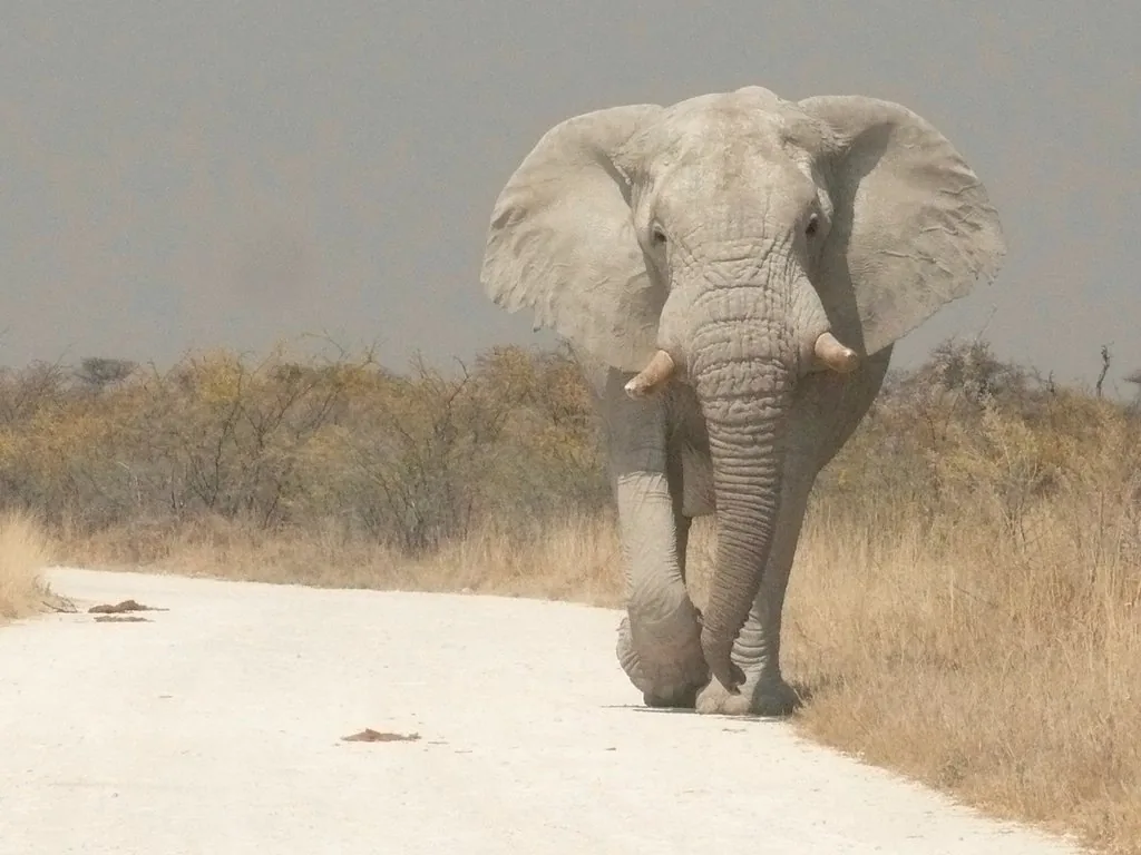 Safari, Serengeti
